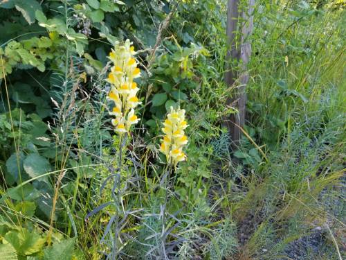 A patch of various plants, blooming yellow toadflax is growing intermixed. The flower cluster is growing up the top 3rd of the stem.