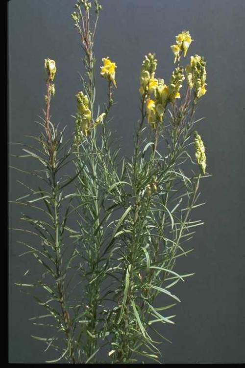 yellow toadflax against a plain background. the leaves grow out from the stems and the yellow flowers are at the tops.