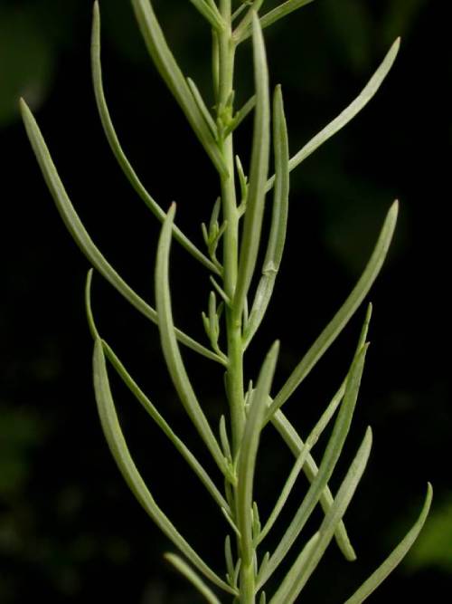a close up of the stem and leaves. the leaves are thin and pointed at the ends