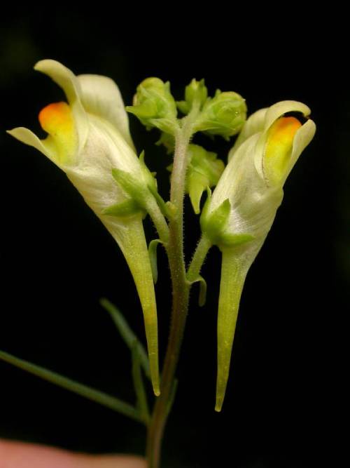 a close up of a flower pairing. theres a couple buds in between the fully formed flowers. the flowers are pointed at the base with light yellow hoods at the top and bottom and a bright yellow almost orange center.