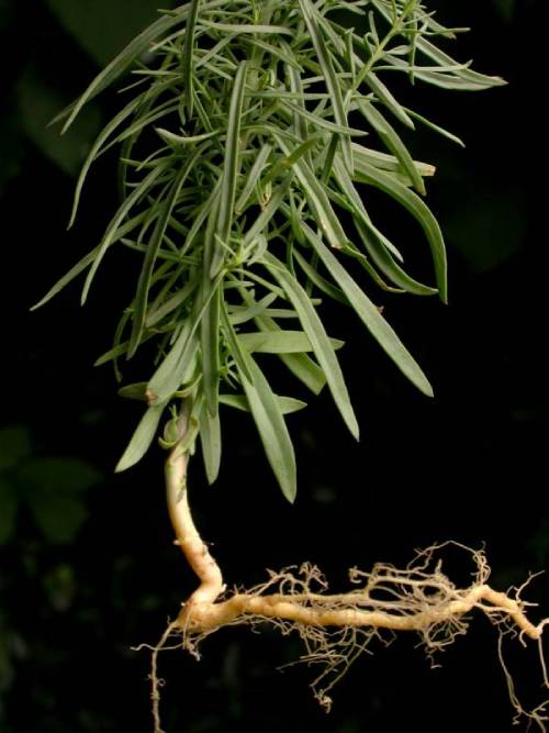 the base of yellow toadflax. the root is pale, almost white and growing horizontally