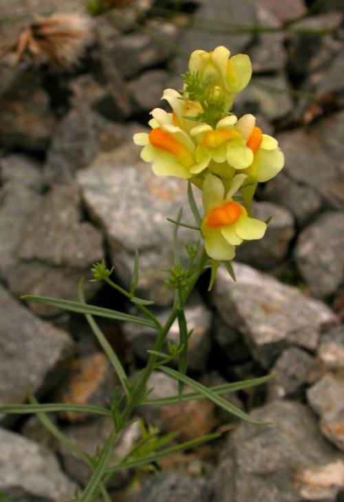 a round thin stem with narrow pointed leaves growing directly off the main stem. At the top is a cluster of yellow and orange flowers