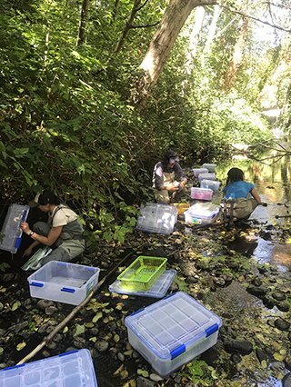 Installing bug baskets in Miller Creek
