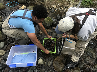 Removing bug baskets from Webster Creek