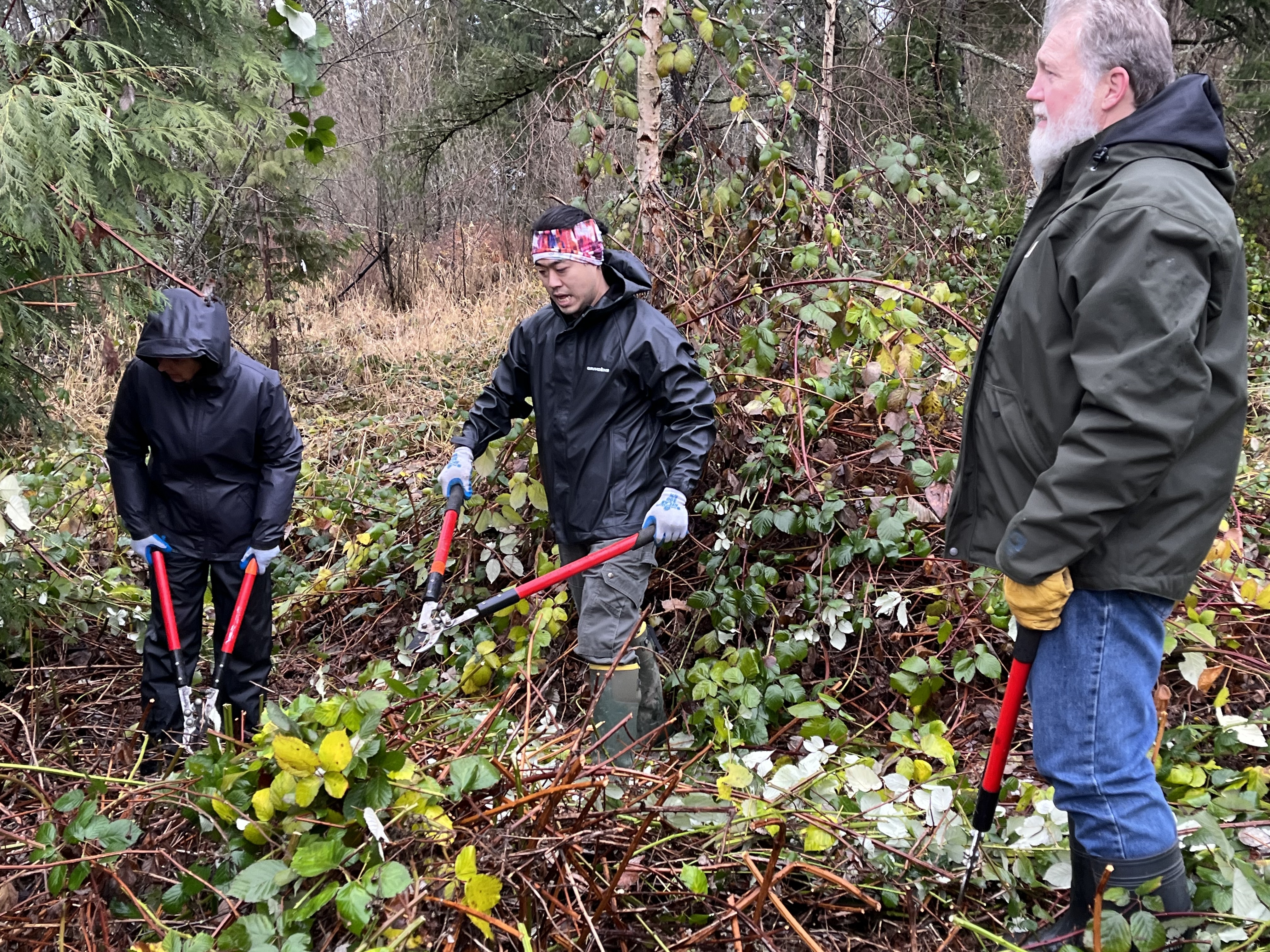 Three people removing noxious weeds with loppers at Cemetery Pond wetland.