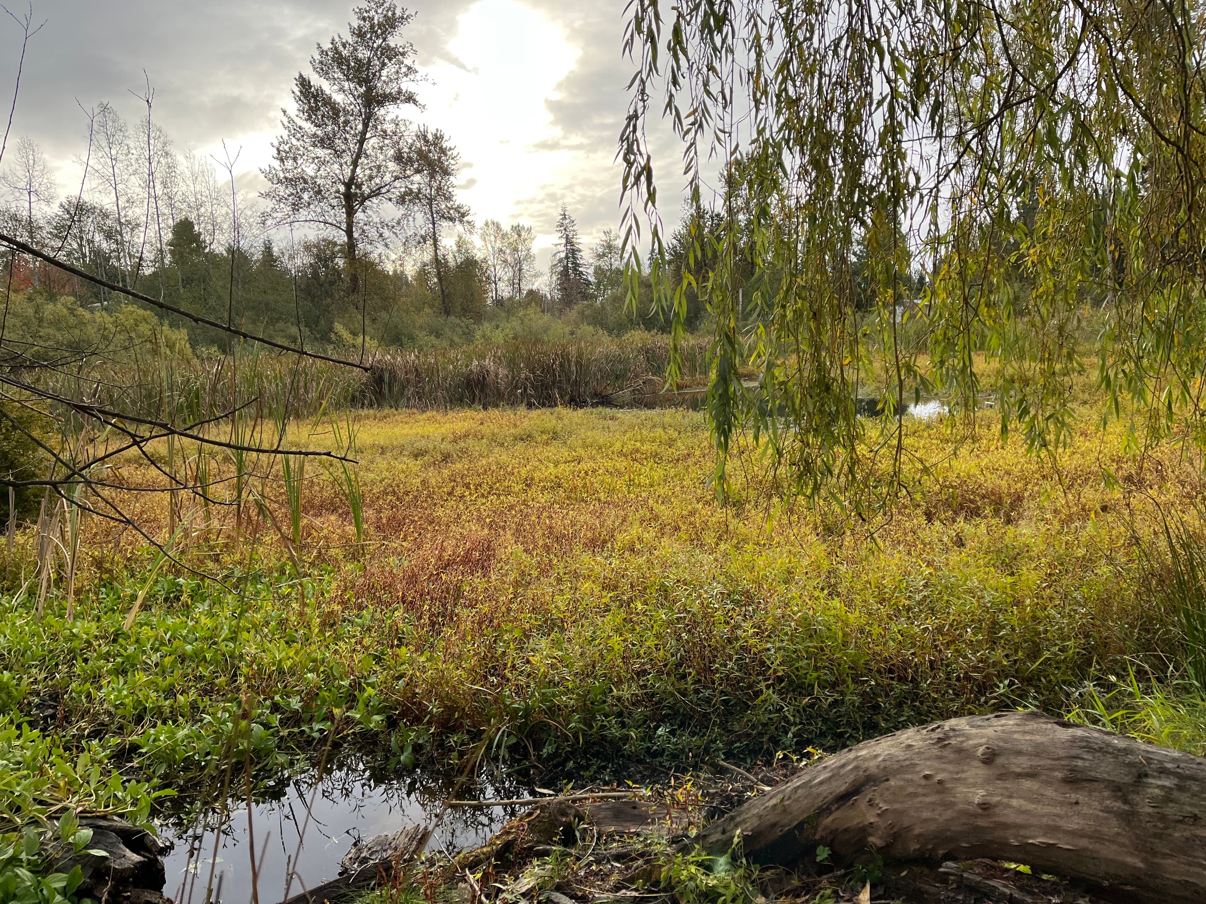 Cemetery pond wetland in October 2022.