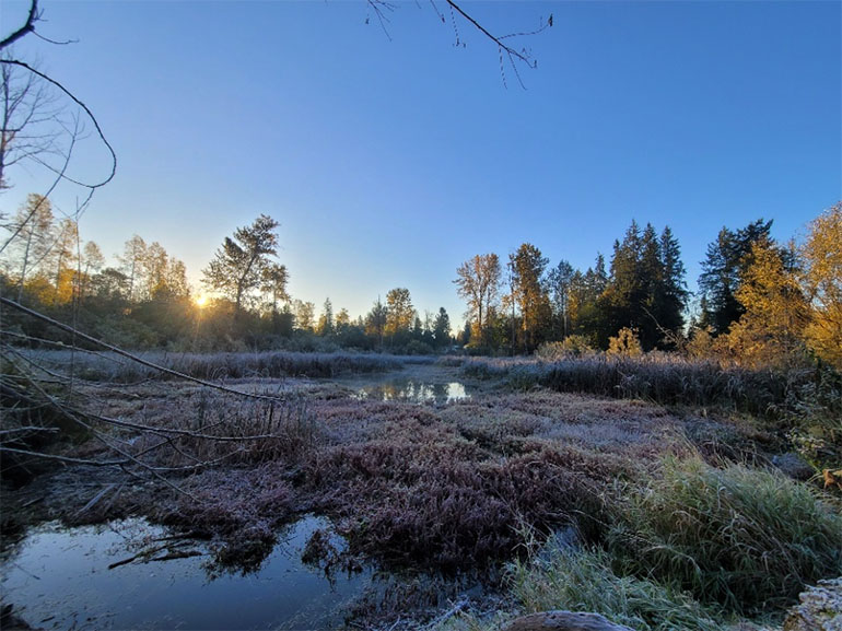 Cemetery Pond wetland