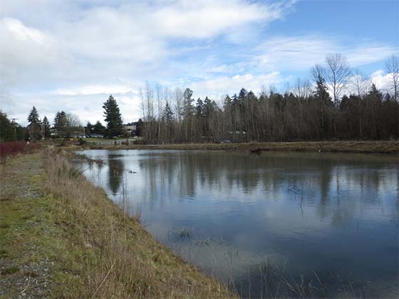 Wetland used to treat stormwater