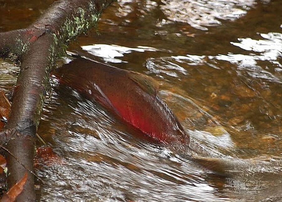 A red colored salmon in a stream