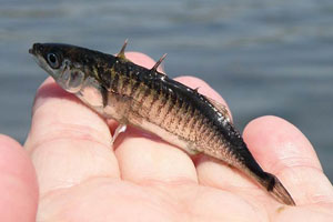 A stickleback held in a person's hand. From end to end it spans about the width of four fingers.