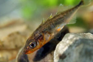 Underwater view of a stickleback hovering over a rock.