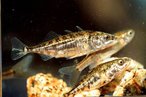 Underwater view of three sticklebacks swimming.