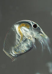 Microscope view of daphnia: an oblong silvery zooplankton with white filaments on one end.