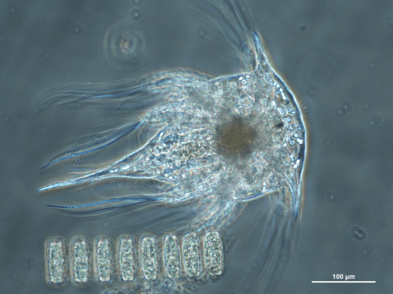 Microscope image of a barnacle larva.