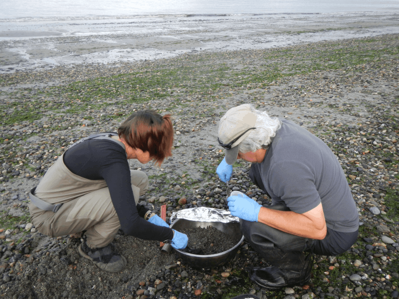 Two environmental scientists collecting sediment samples on a beach.