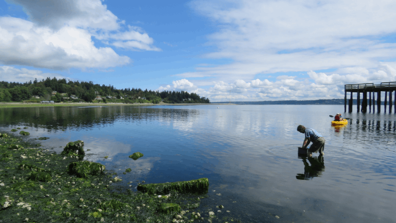 Scientist collecting beach water quality sample on Vashon Island.