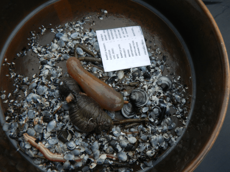 Image of sieved benthic infauna sample with visible sea cucumbers, polychaete worms, clams, and shell hash.