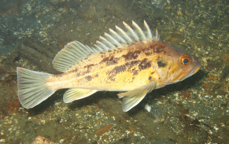 Brown rockfish swimming in the benthopelagic zone.