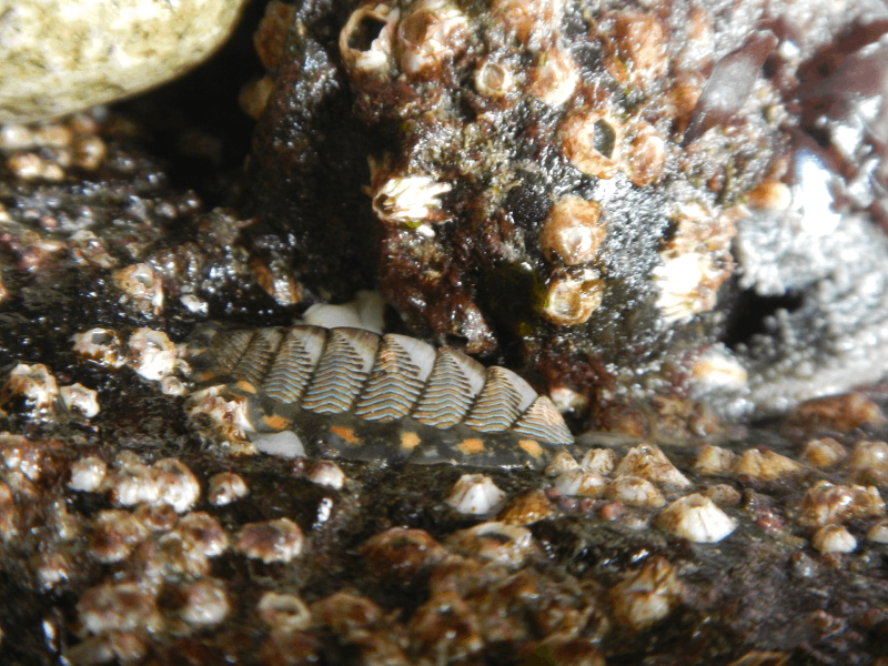 A chiton with stripes and orange spots in a partially dry rocky tide pool surrounded by closed barnacles.