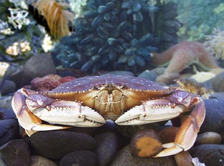 Image of a Dungeness Crab. Photo Credit: NOAA