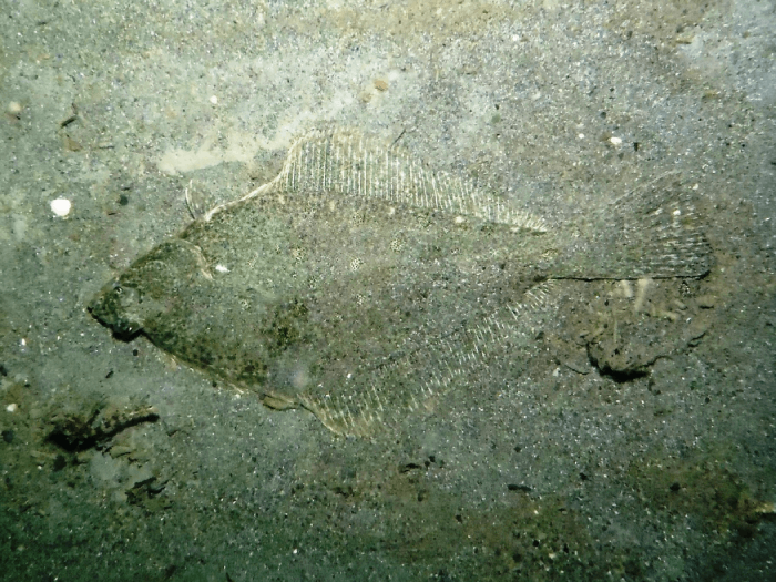 Photo of an English Sole fish in sediment. Photo credit: USGS.