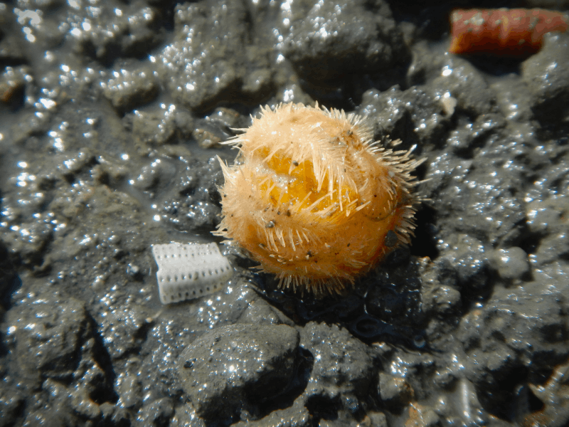 Photograph of a heart urchin.