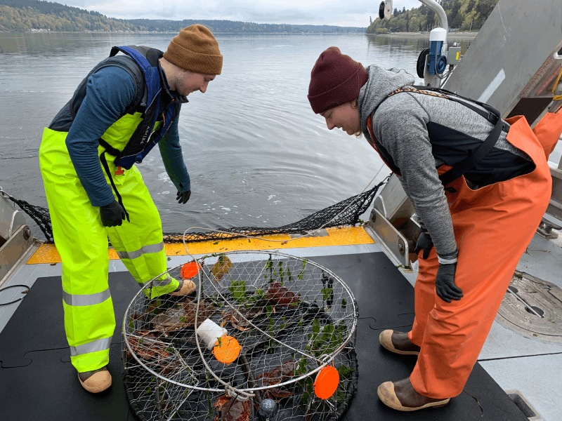 Two researchers checking their catch in a crab trap on deck of a sampling vessel.