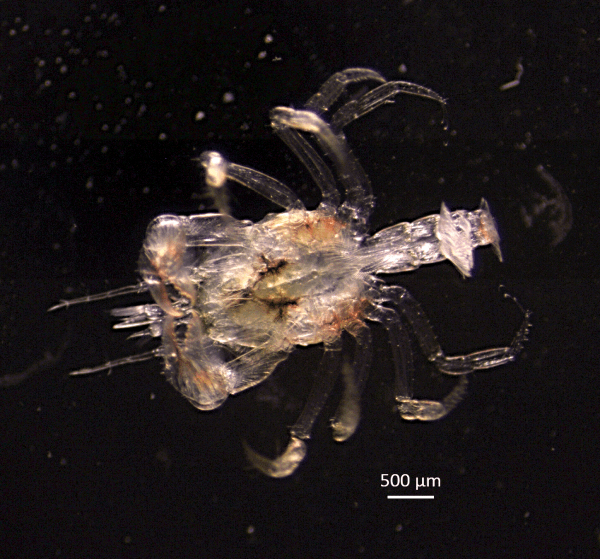 Microscope image of a crab megalops.