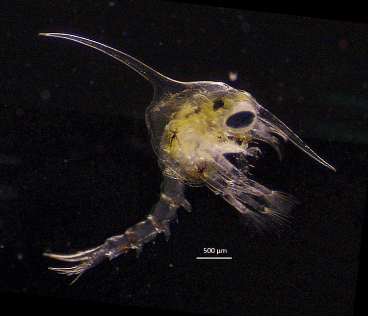 Decorative photo of a microscope image showing a larval crab
