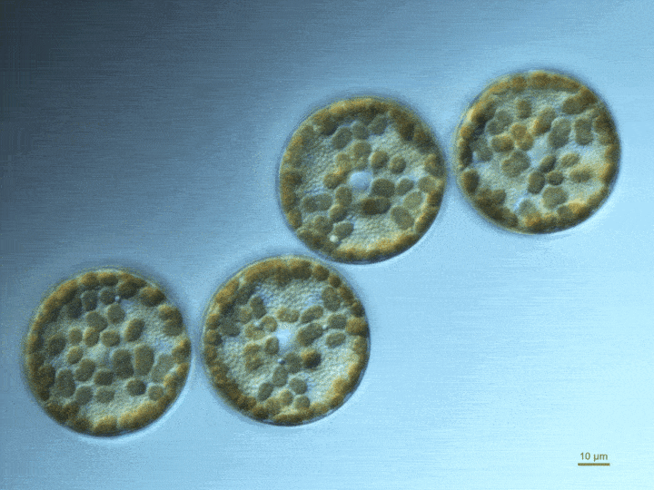 Image cycling through various species of phytoplankton and zooplankton.