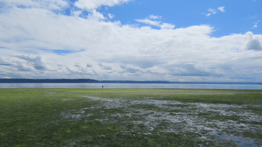 Photograph of a beach in Quartermaster Harbor, on Vashon Island.