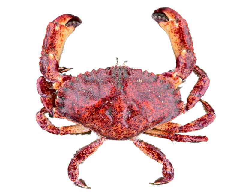 Photo of a red rock crab. Photo credit WDFW.