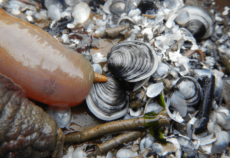 Image of sediment sample sieved for benthic infauna. Image shows sea cucumbers, worm tubes, clams, and shell hash.