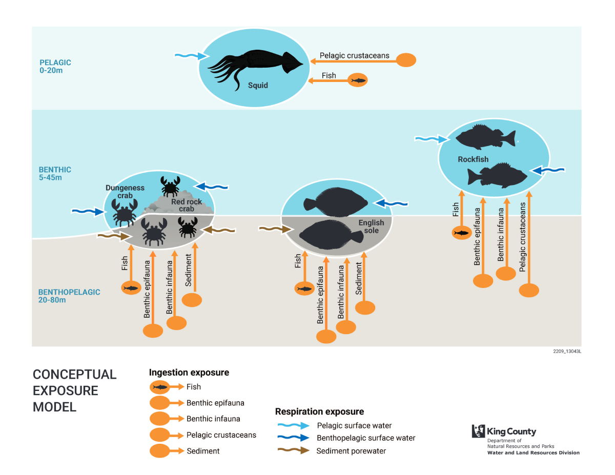 Diagram showing the species sampled for King County’s marine tissue monitoring program and how they are exposed to contaminants through food, sediments, and water. Dungeness crab, red rock crab, and English sole live both on and in the sediment, while rockfish are associated with the bottom but do not burrow into sediments (bentho-pelagic). Squid reside in surface waters not associated with the bottom (pelagic). Each species has a different life span and position in the food web. For example, squid live for half a year while rockfish can live for 7 to 100 years.