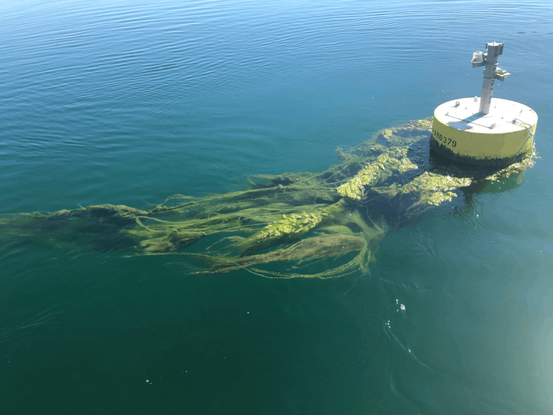 A marine mooring in Puget Sound with algae attached. 