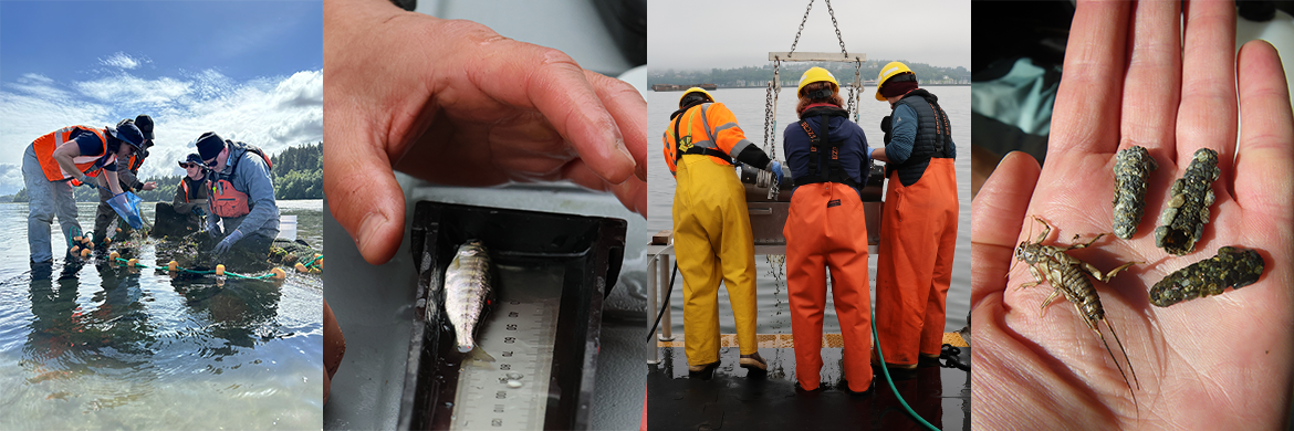 Four images: The first on the left shows a group of people in orange vests crouched in low water on a sunny day; the second is a close up of a juvenile salmon being measured; the third is three people facing away from the camera on the deck of a boat; the fourth is a palm holding 4 caddis fly larva
