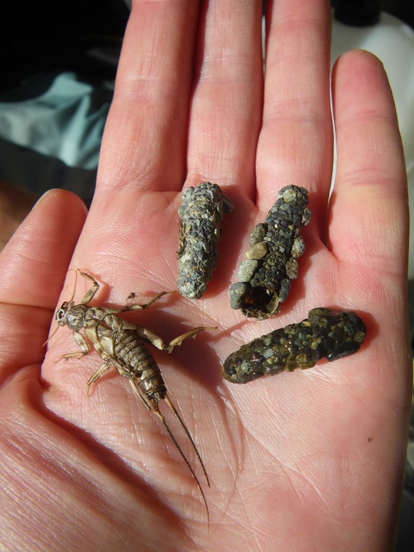 Stream bug exoskeletons and caddisfly cases