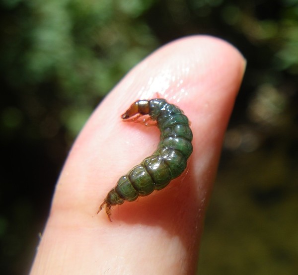 predatory caddisfly larva