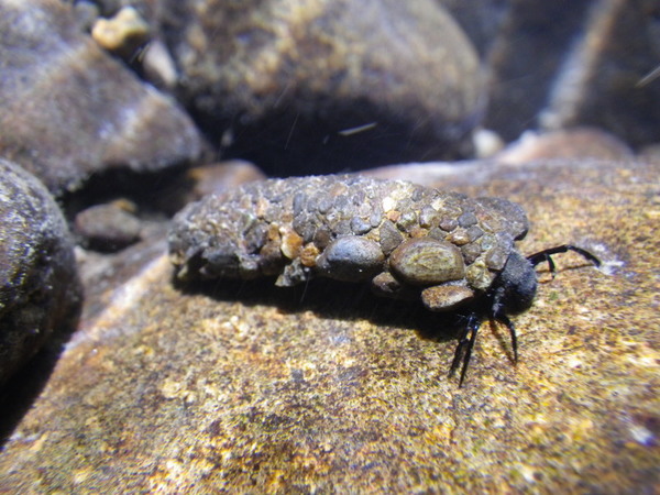 Caddisfly larva