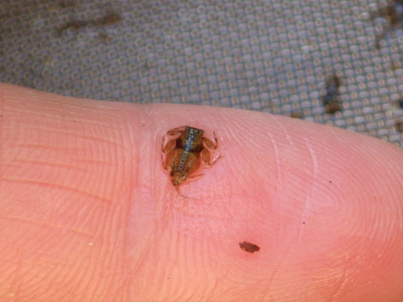 Mayfly larva