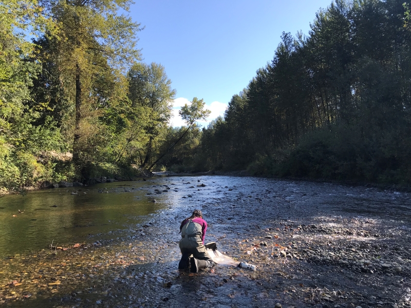 Sampling on the South Fork Snoqualmie River