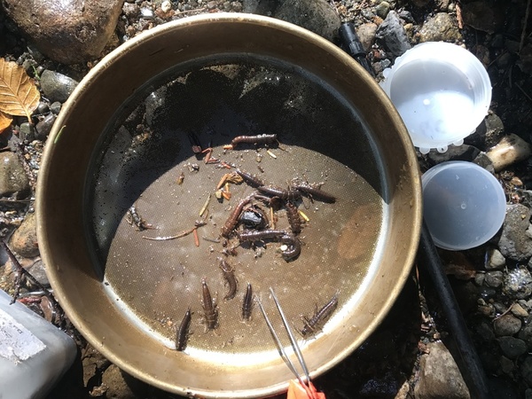 stoneflies collected in sieve