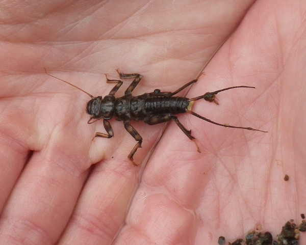 Stonefly larva