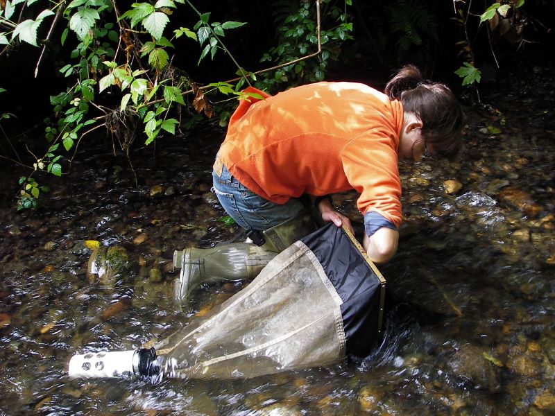 Staff biologist collecting a sample with a surber net