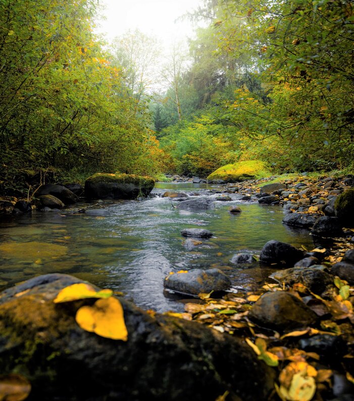 Griffin Creek in autumn, with fallen leaves on the rocky banks.