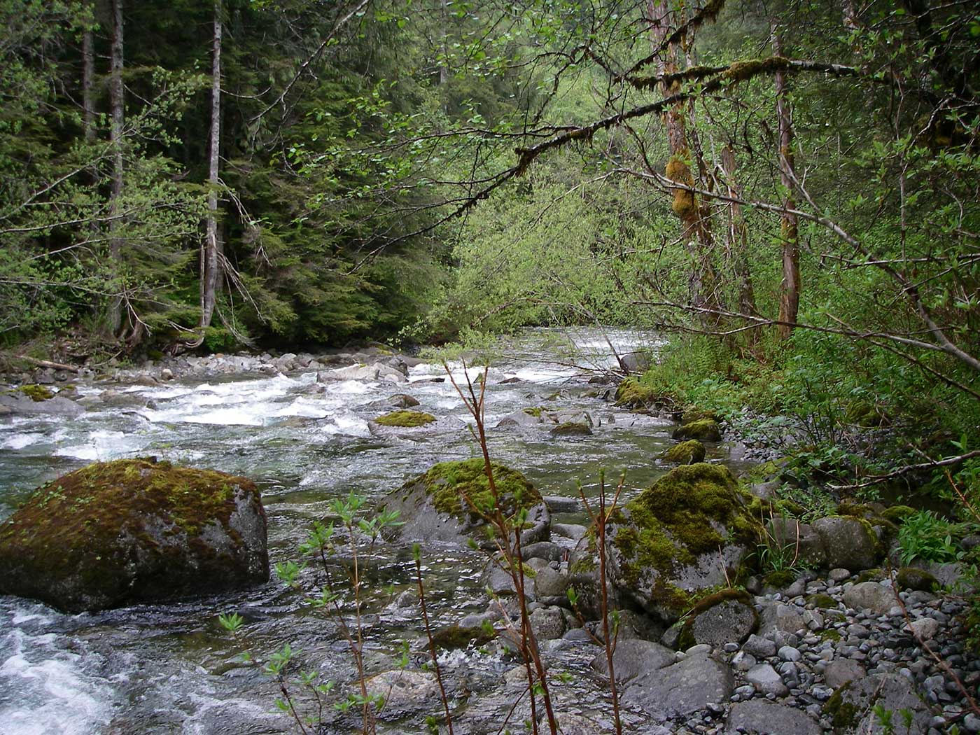 A wooded stream with rocky banks and a moss-covered boulder mid-stream.