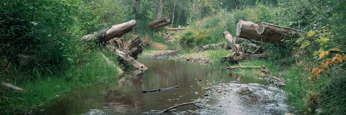 A wide stream flows slowly toward the camera. Both sides of the channel are covered in dense green foliage and large logs.