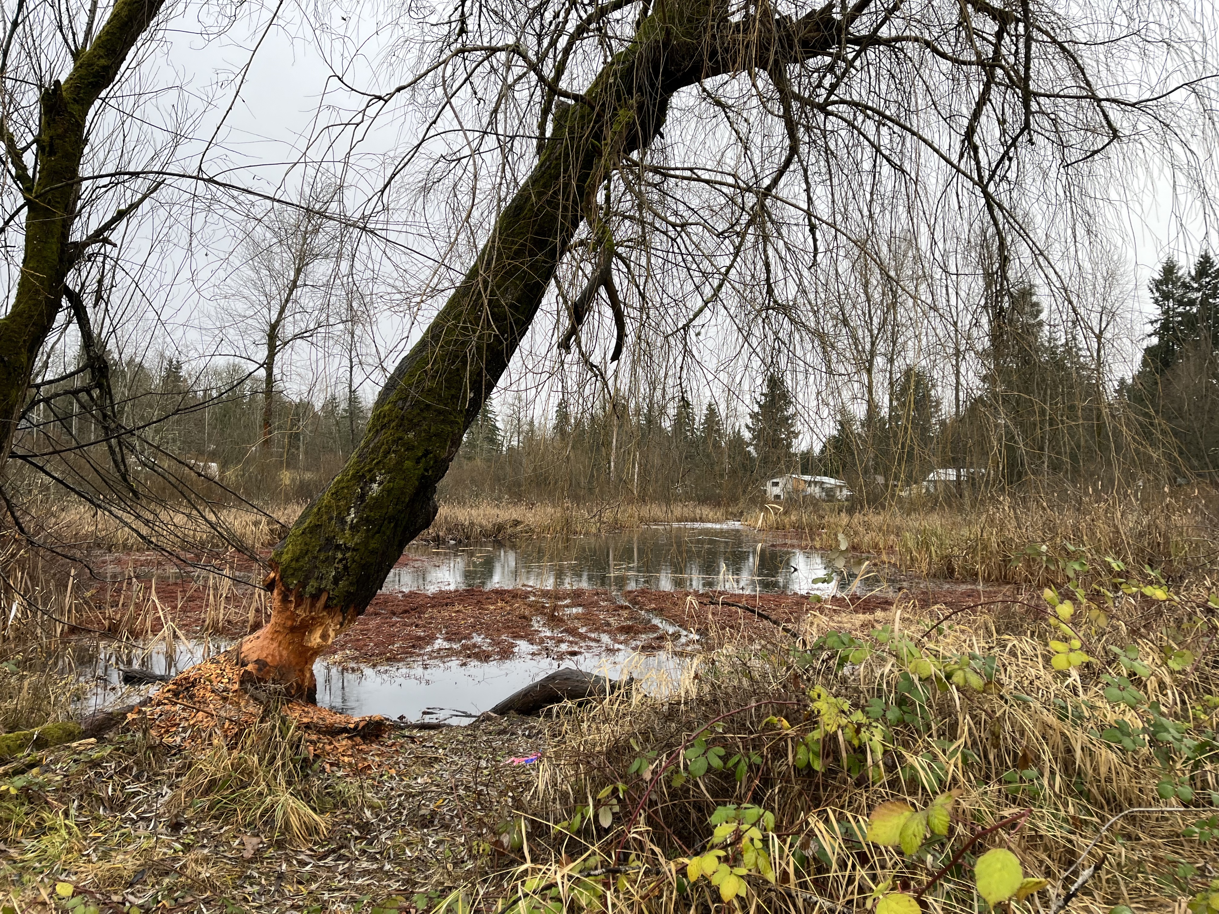 Cemetery Pond wetland in December 2022.
