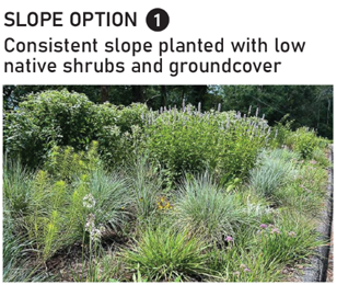 Slope option 1 showing consistent slope planted with low native shrubs and groundcover.