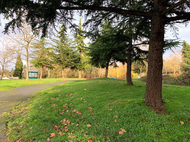 Open space on the north end of the site, looking northeast from 12th Avenue Southwest.